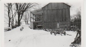 Addition to the barn looking east from the house (circa 1955)